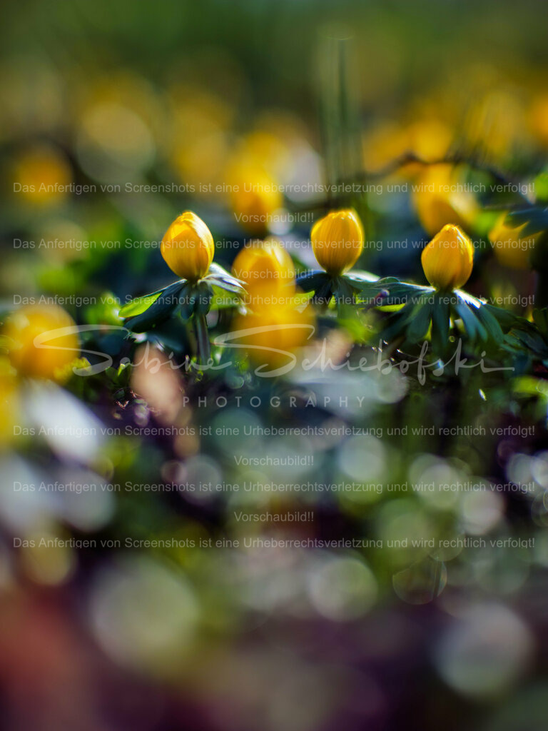 Wandbild Winterlinge | People- und Tierfotografie, Imageaufnahmen, Veranstaltungsfotografie und Wandbilder aus der Natur ★ Made in Germany ✔️ Druck + Downloads ✔️ Naturfotografie in Top Qualität ★ schneller Versand, weltweite Lieferung! - Realisiert mit Pictrs.com