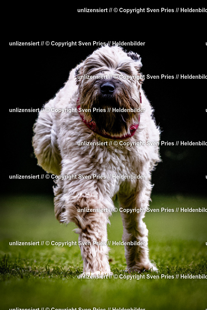 Sven Pries | 2025-10-03 - Hunderennen Obergrombach - Realisiert mit Pictrs.com