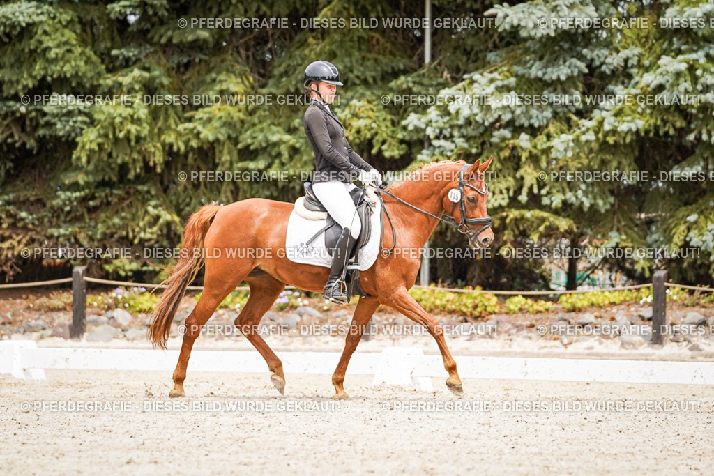 DSC04181 | Pferdegrafie