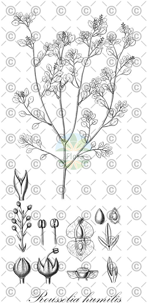 HistAbb_wfo-0000298342_1_ENZY_Simple | Historische Abbildung von Rousselia humilis - Urticaceae | Historical Illustration of Rousselia humilis - Urticaceae