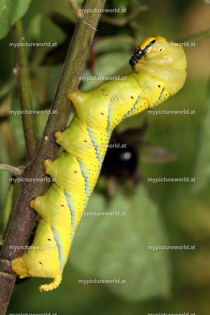 Acherontia atropos-021 | Das Bilderarchiv über Tiere, Planzen und Landschaften. In der Bilddatenbank finden Sie ein große Auswahl an hochwertigen Bilder für Ihre Werbung - Realisiert mit Pictrs.com