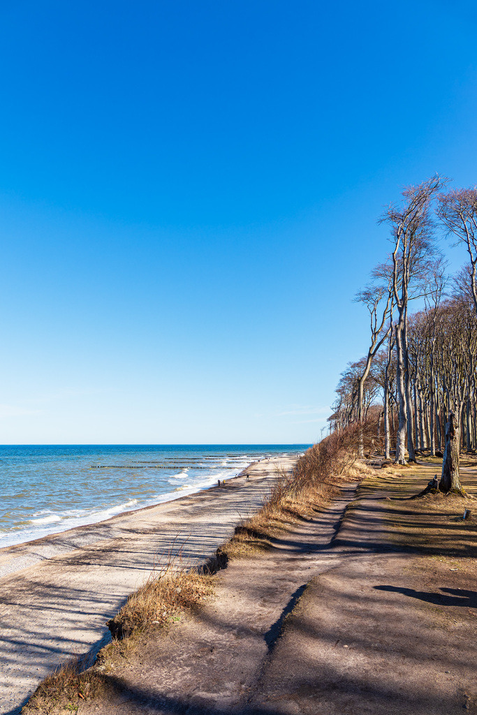 Gespensterwald an der Ostseeküste bei Nienhagen | Gespensterwald an der Ostseeküste bei Nienhagen.