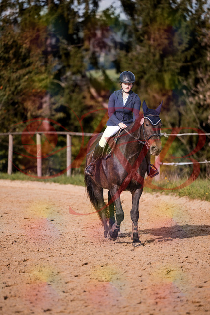 2026_10_03_Siefer-Hof_160151_Z81_82982364 | Professionelle Reitsport-, Turnier- und Eventfotografie von Robert Broda. Galerien mit ausgewählten und bearbeiteten Bildern direkt online ansehen und bestellen.