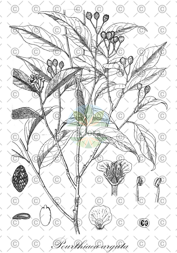 HistAbb_wfo-0000281610_1_ENZY_Simple | Historische Abbildung von Pourthiaea arguta - Rosaceae | Historical Illustration of Pourthiaea arguta - Rosaceae