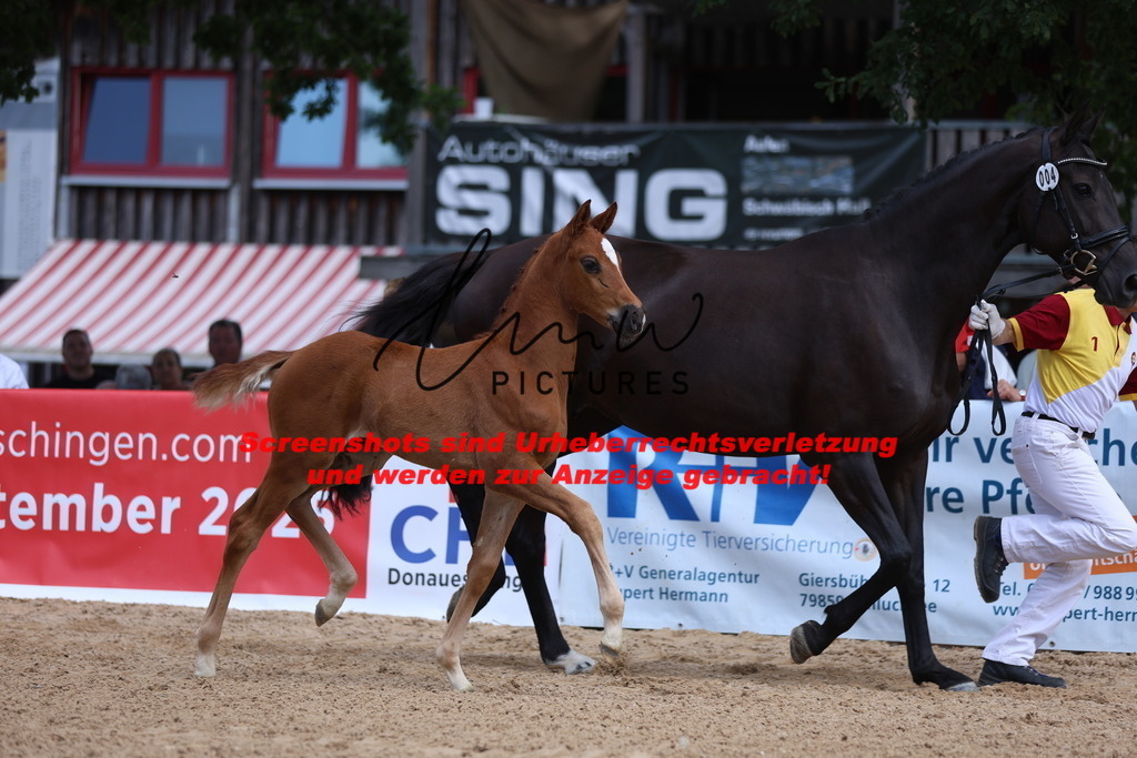 Fohlenschau_Schwäbisch_Hall_dressurbetonte_Fohlen_KN 4_6 | lmwpictures - Realisiert mit Pictrs.com