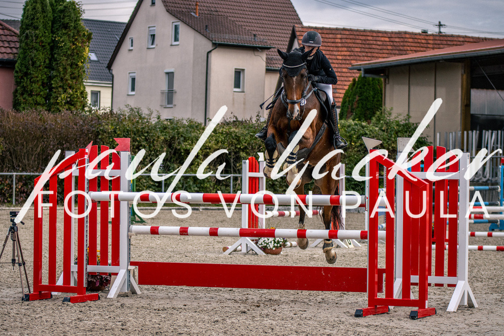 IMG_5983 | Erleben Sie dynamische Sport- und emotionale Tierfotografie in Süddeutschland mit Fotos von Paula. Spezialisiert auf Pferde- und Hundefotografie sowie Sportevents. Kontaktieren Sie mich für einzigartige und ausdrucksstarke Bilder Ihrer besonderen Momente.