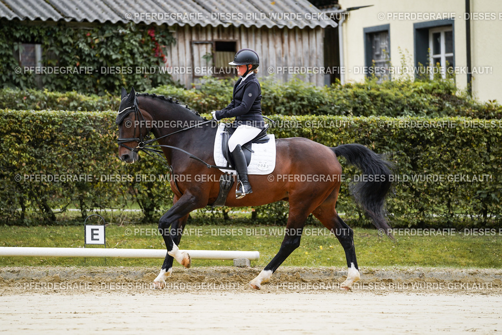 DSC04706 | Pferdegrafie