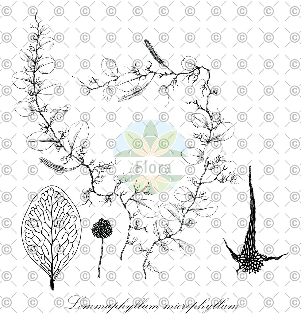 HistAbb_wfo-0000224495_1_ENZY_Simple | Historische Abbildung von Lemmaphyllum microphyllum - Polypodiaceae | Historical Illustration of Lemmaphyllum microphyllum - Polypodiaceae