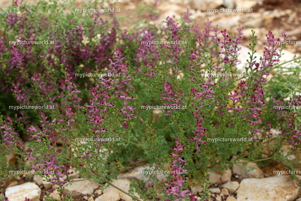 Erdrauch-003 | Das Bilderarchiv über Tiere, Planzen und Landschaften. In der Bilddatenbank finden Sie ein große Auswahl an hochwertigen Bilder für Ihre Werbung - Realisiert mit Pictrs.com