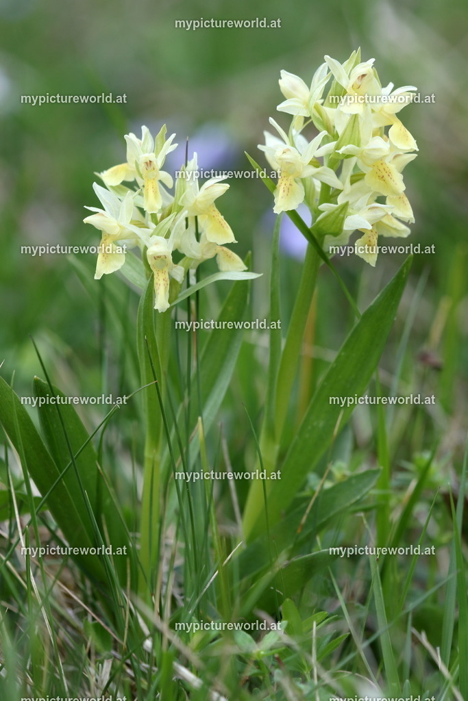 Holunder-Knabenkraut-011 | Das Bilderarchiv über Tiere, Planzen und Landschaften. In der Bilddatenbank finden Sie ein große Auswahl an hochwertigen Bilder für Ihre Werbung - Realisiert mit Pictrs.com