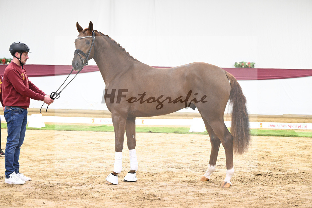 Kat-Nr. 49 Johnny Depp x San Amour I_MH Pferdezucht u. -sport GmbH_47251818 | hf-fotografie - Realisiert mit Pictrs.com