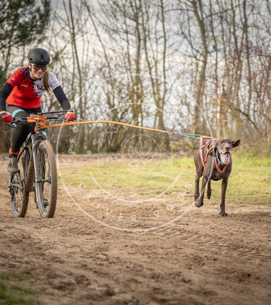 Pfotenfotografie_DV3A7176 | Hundefotografie, Tierfotograf, Pfotenfotografie, Fotoshooting Hund, Hunde Portrait, Hundesport, Hundeportraits, Heideshooting, Hunde, Sportfotograf, Hundefotograf, Turnierhundsport, THS,  - Realisiert mit Pictrs.com