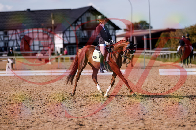 2026_10_03_Siefer-Hof_132726_Z81_81690310 | Professionelle Reitsport-, Turnier- und Eventfotografie von Robert Broda. Galerien mit ausgewählten und bearbeiteten Bildern direkt online ansehen und bestellen.