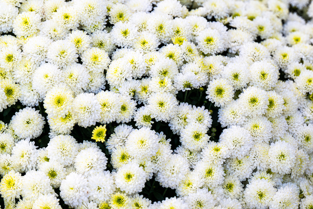 Ein Meer aus strahlend weißen Sommerblüten | Ein Meer aus strahlend weißen Sommerblüten - Realisiert mit Pictrs.com