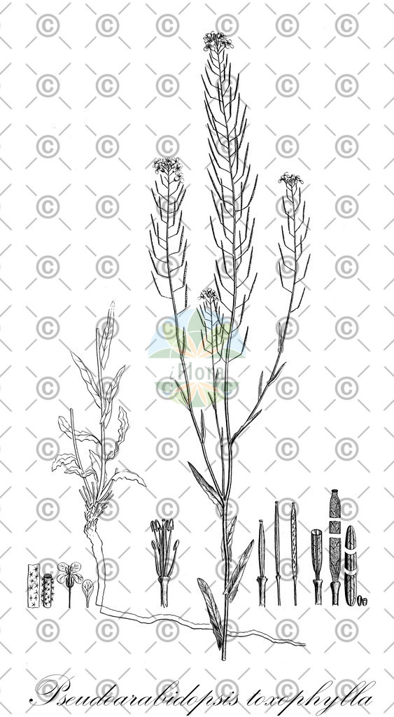 HistAbb_wfo-0000397223_1_ENZY_Simple | Historische Abbildung von Pseudoarabidopsis toxophylla - Brassicaceae | Historical Illustration of Pseudoarabidopsis toxophylla - Brassicaceae