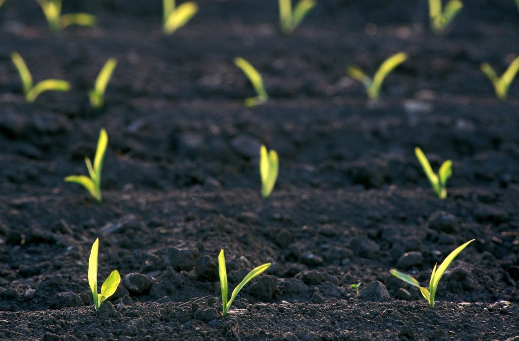 Mais Setzlinge | Austria -  2009: Mais Setzlinge. - Realisiert mit Pictrs.com