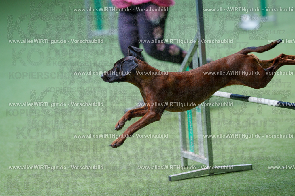 @allesWIRTHgut_Tierfotografie - www.allesWIRTHgut.de - 2604251235-7R502149 | Professionelle Tierfotografie in Mönchengladbach von Daniel Wirth (allesWIRTHgut). Liebevolle & natürliche Bilder von Hunden & Katzen für unvergessliche Erinnerungen.