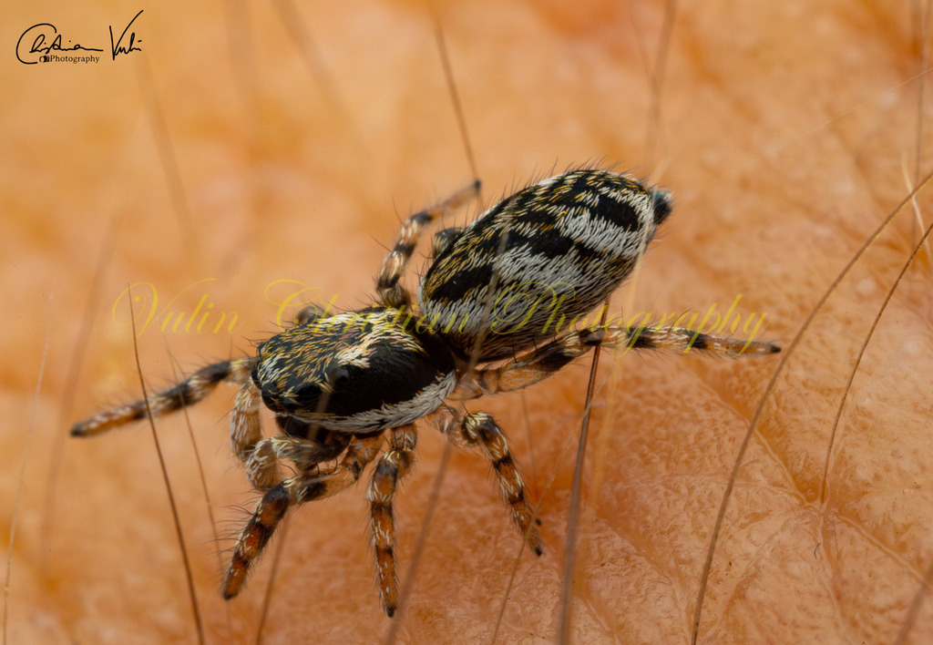 ULMA 49 | Christian Vulin  - Realisiert mit Pictrs.com