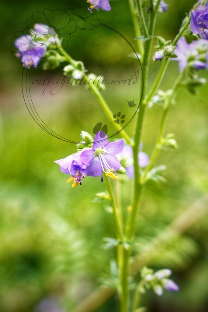 IMG_4054-01 | only.this.little.world - Realisiert mit Pictrs.com