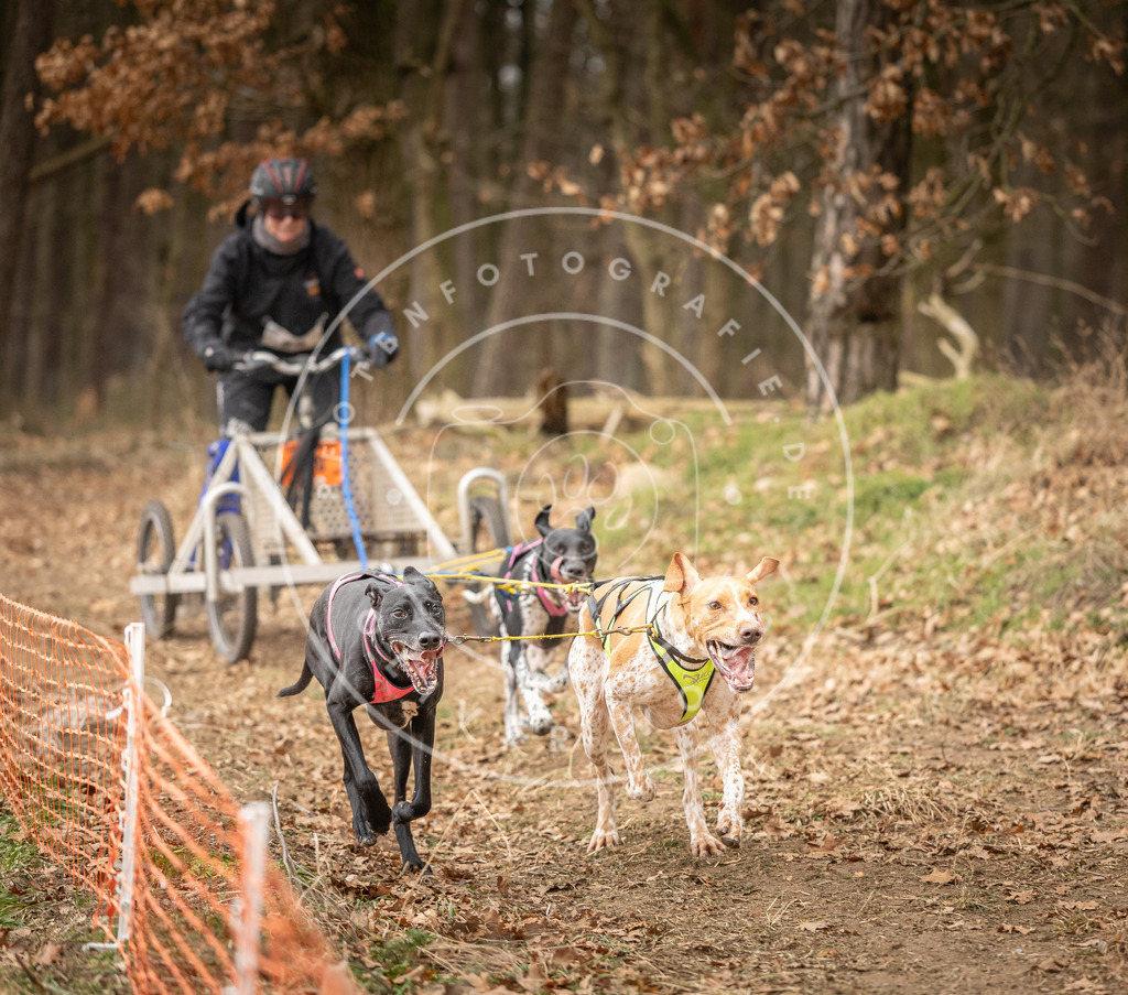 Pfotenfotografie_DV3A4826 | Hundefotografie, Tierfotograf, Pfotenfotografie, Fotoshooting Hund, Hunde Portrait, Hundesport, Hundeportraits, Heideshooting, Hunde, Sportfotograf, Hundefotograf, Turnierhundsport, THS,  - Realisiert mit Pictrs.com