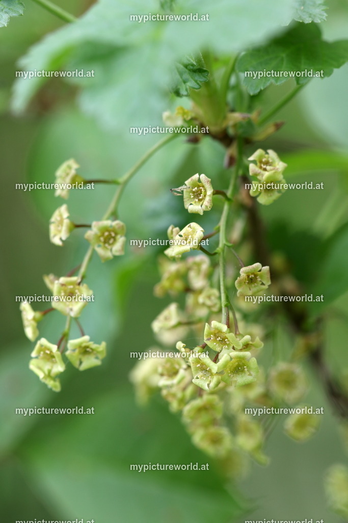 Rote Johannisbeere-003 | Das Bilderarchiv über Tiere, Planzen und Landschaften. In der Bilddatenbank finden Sie ein große Auswahl an hochwertigen Bilder für Ihre Werbung - Realisiert mit Pictrs.com