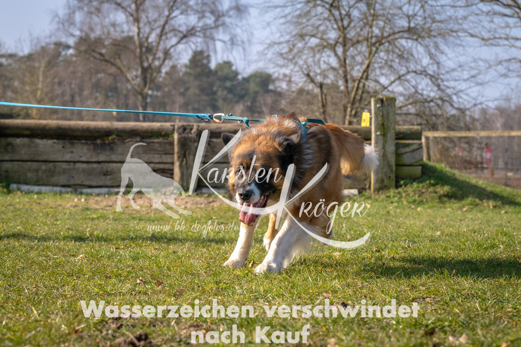 _ZZ93566 | kk-dogfotos