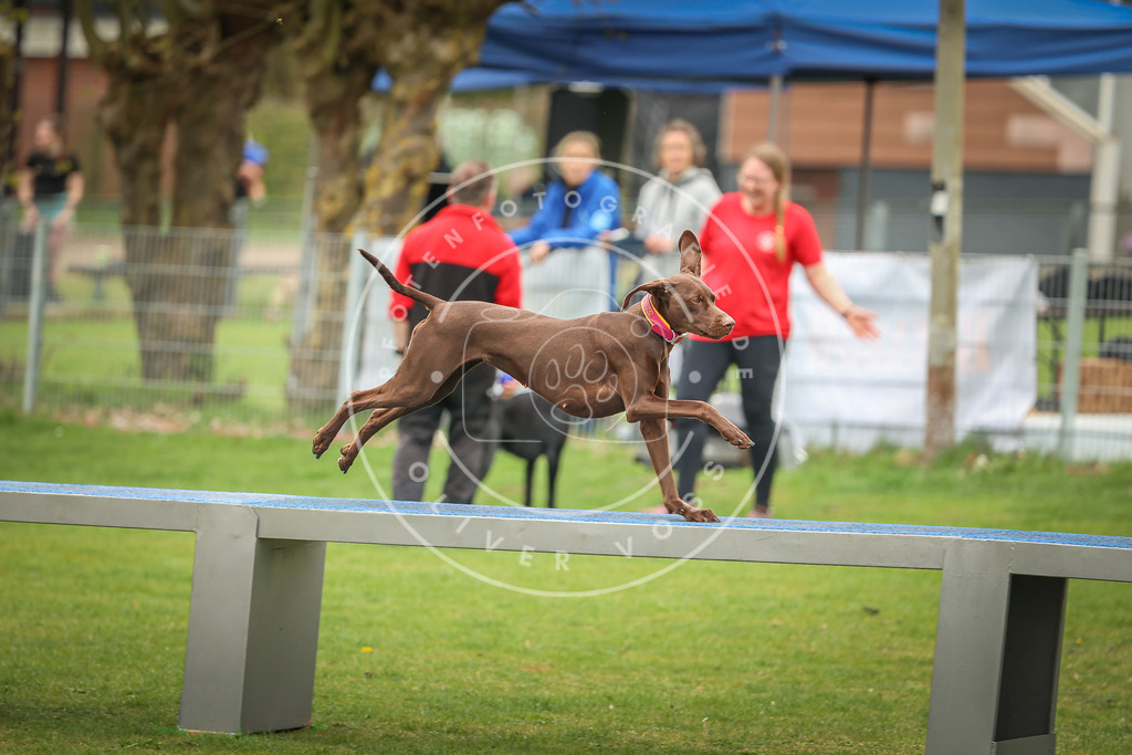 Pfotenfotografie_0L8A1949 | Hundefotografie, Tierfotograf, Pfotenfotografie, Fotoshooting Hund, Hunde Portrait, Hundesport, Hundeportraits, Heideshooting, Hunde, Sportfotograf, Hundefotograf, Turnierhundsport, THS,  - Realisiert mit Pictrs.com