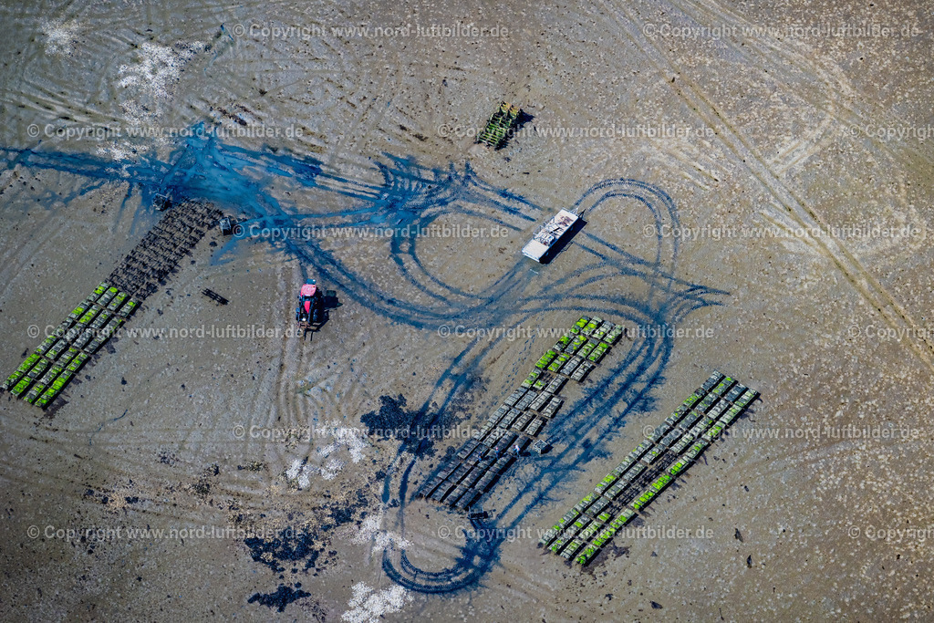 Sylt_List_Wattenmeer_Austernzucht_Netze_Sylter_Royal_Dittmeyers_Austern_Companie_ELS_405530825 | LIST 13.08.2025 Wattenmeer der Nordsee- Küste mit Austern-Zucht-Bänken "Sylter Royal" in List im Bundesland Schleswig-Holstein, Deutschland. Weiterführende Informationen bei: Dittmeyer's Austern-Compagnie GmbH. // Wadden Sea of the North Sea coast with oyster breeding banks "Sylter Royal" in List in the federal state of Schleswig-Holstein, Germany. Further information at: Dittmeyer's Austern-Compagnie GmbH. Foto: Martin Elsen