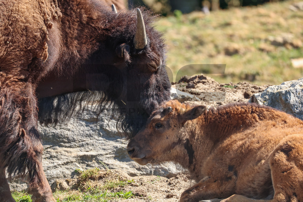 Bisons at Tierpark Herberstein // Bisons im Tierpark Herberstein | Bisons at Tierpark Herberstein in Styria, Austria. The scene shows the powerful animals in their enclosure and highlights their impressive appearance, calm presence and natural behavior in the zoo environment. // Bisons im Tierpark Herberstein in der Steiermark, Österreich. Die Szene zeigt die kraftvollen Tiere in ihrem Gehege und hebt ihr eindrucksvolles Erscheinungsbild, ihre ruhige Präsenz und ihr natürliches Verhalten im Tierpark hervor. - Realisiert mit Pictrs.com