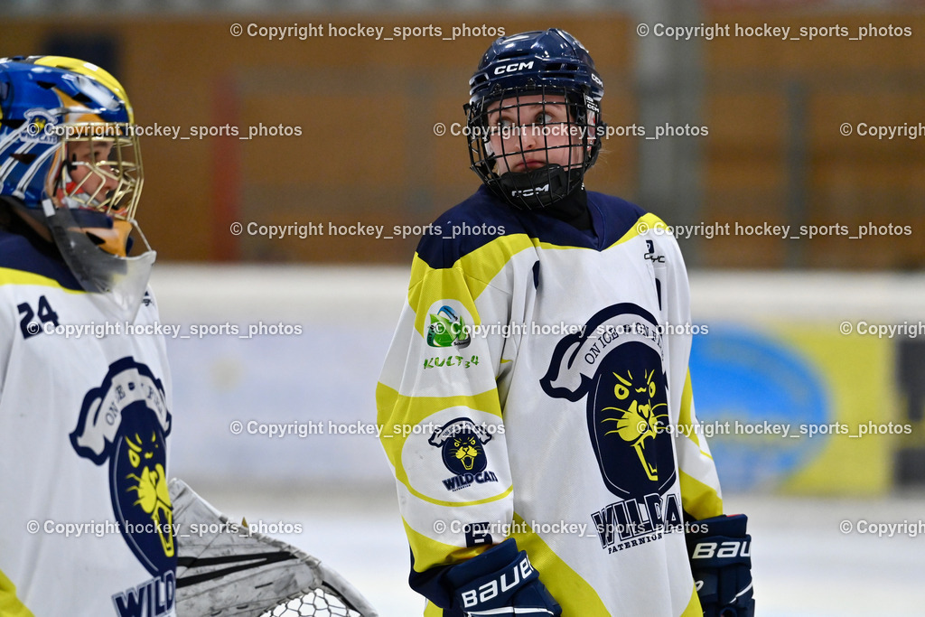 Wildcats Paternion vs. Lady Hawks  | #6 Jelovcan Selina WILDCATS PATERNION, Wildcats Paternion vs. Lady Hawks , Wildcats Paternion vs. Lady Hawks  am 27.01.2025 in Spittal an der Drau (Eissportzentrum Spittal), Austria, (Photo by Bernd Stefan)
