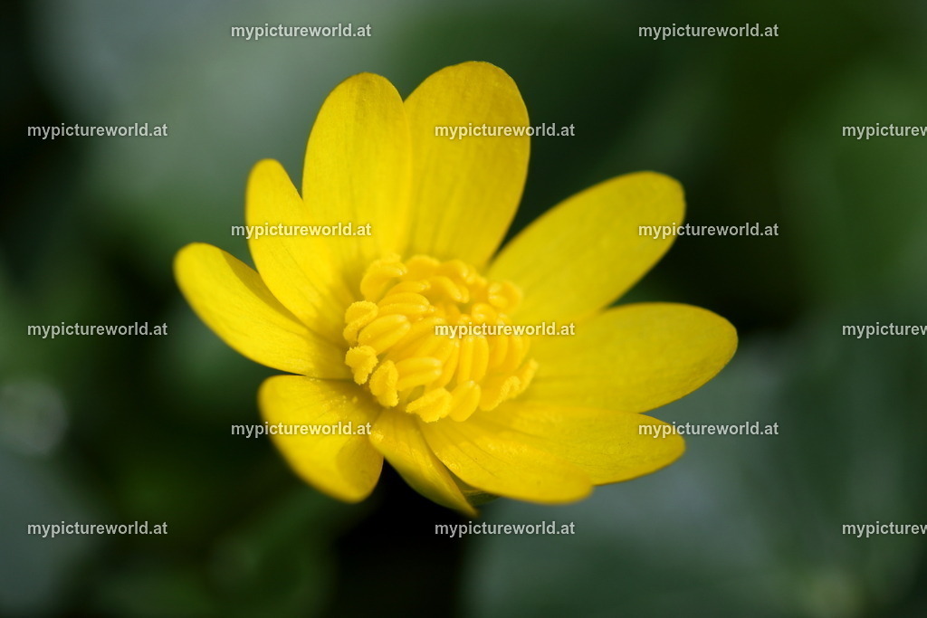 Scharbockskraut-002 | Das Bilderarchiv über Tiere, Planzen und Landschaften. In der Bilddatenbank finden Sie ein große Auswahl an hochwertigen Bilder für Ihre Werbung - Realisiert mit Pictrs.com