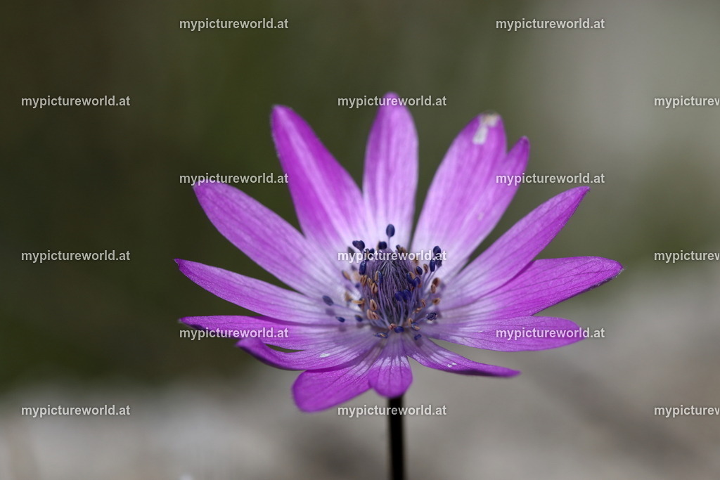 Stern-Anemone-003 | Das Bilderarchiv über Tiere, Planzen und Landschaften. In der Bilddatenbank finden Sie ein große Auswahl an hochwertigen Bilder für Ihre Werbung - Realisiert mit Pictrs.com