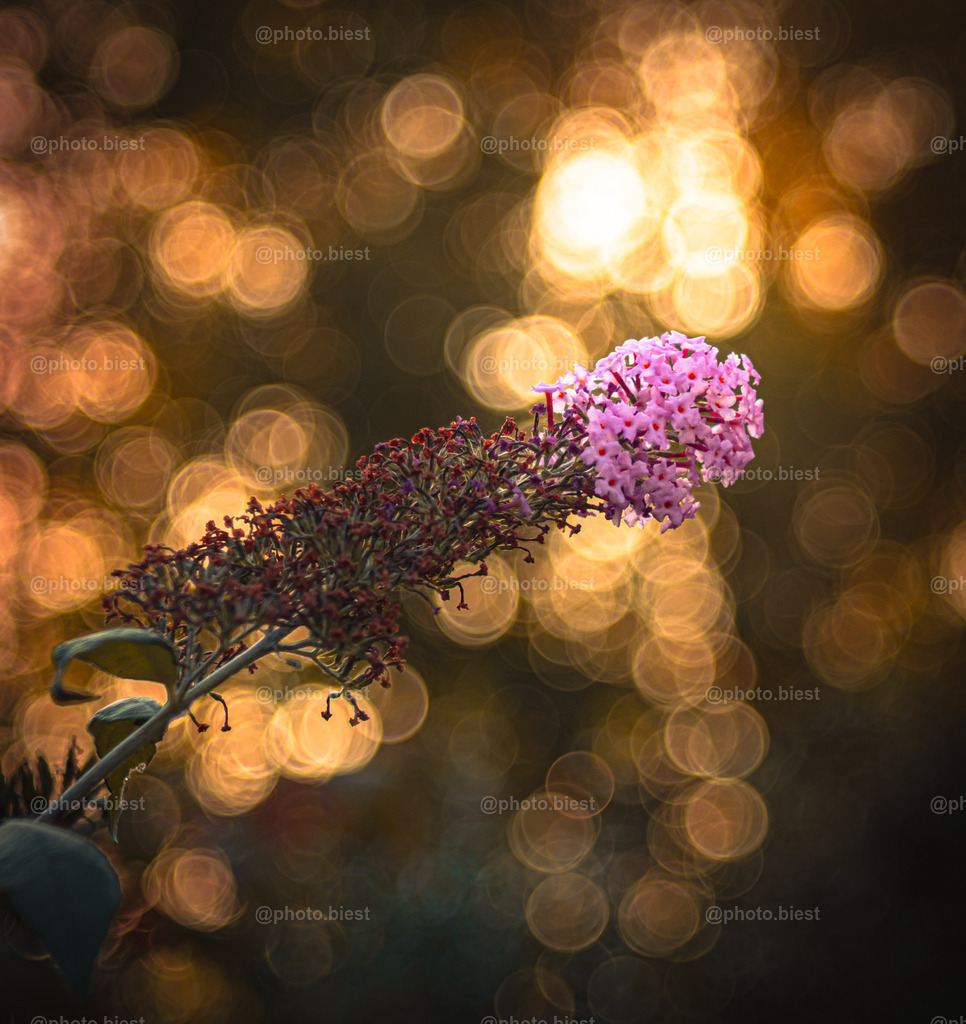 Vor dem Ende der Blüte | Ein Flieder im Sonnenuntergang. - Realisiert mit Pictrs.com