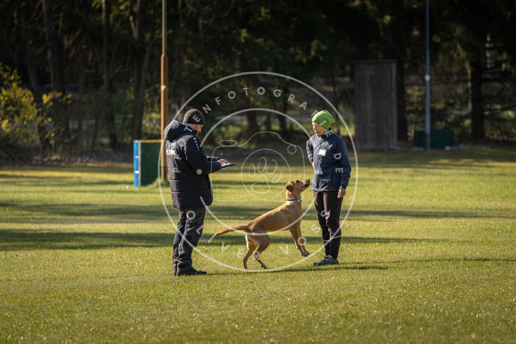 Pfotenfotografie_DV3A0115 | Hundefotografie, Tierfotograf, Pfotenfotografie, Fotoshooting Hund, Hunde Portrait, Hundesport, Hundeportraits, Heideshooting, Hunde, Sportfotograf, Hundefotograf, Turnierhundsport, THS,  - Realisiert mit Pictrs.com