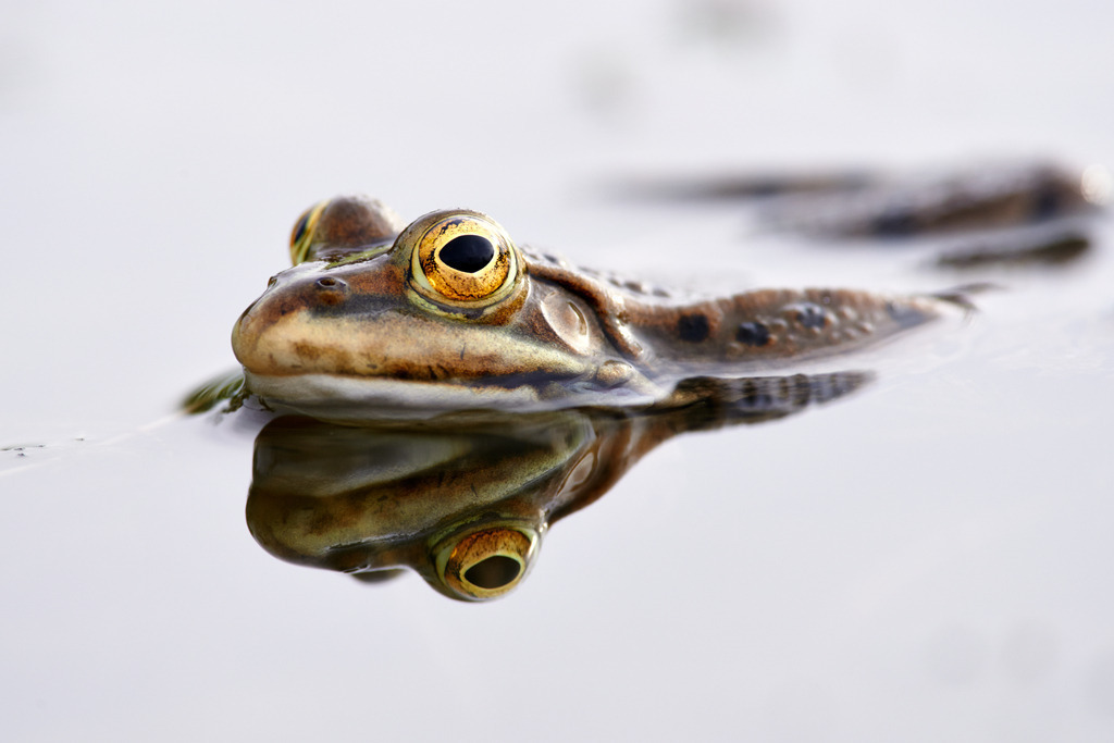 Teichfrosch im Wasser | Rauchwart, Austria - April 27, 2013: Teichfrosch im Wasser. - Realisiert mit Pictrs.com