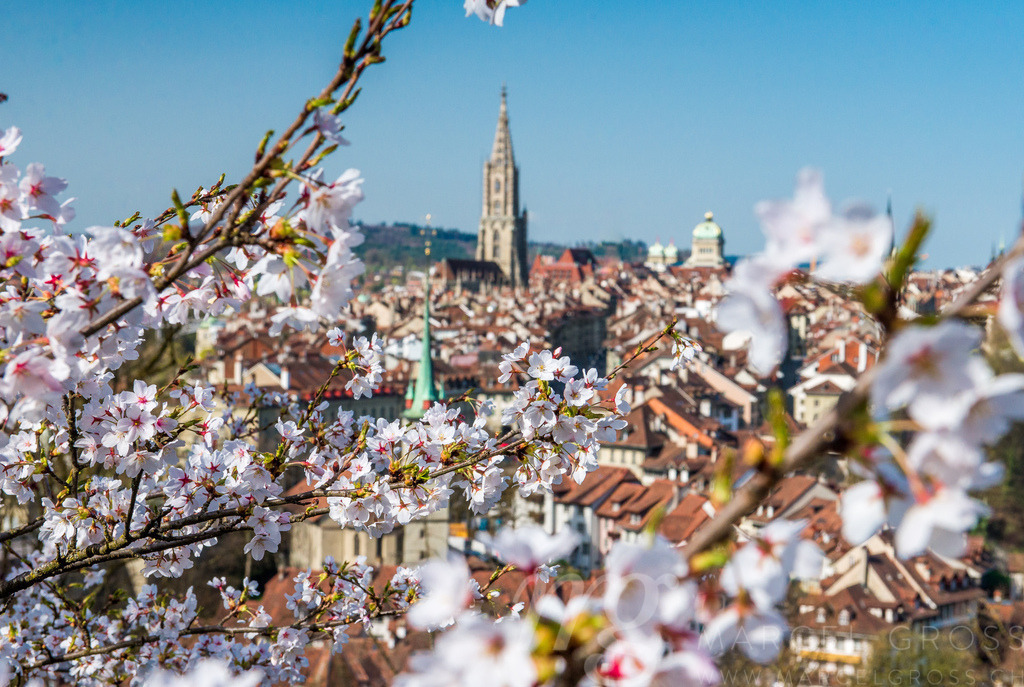 Kirschblüte vor der Berner Altstadt, Schweiz | Die ideale Geschenkidee für Naturliebhaber. Naturbilder von Marcel Gross Photography für ihr Zuhause in den verschiedensten Formaten und Materialien. - Realisiert mit Pictrs.com