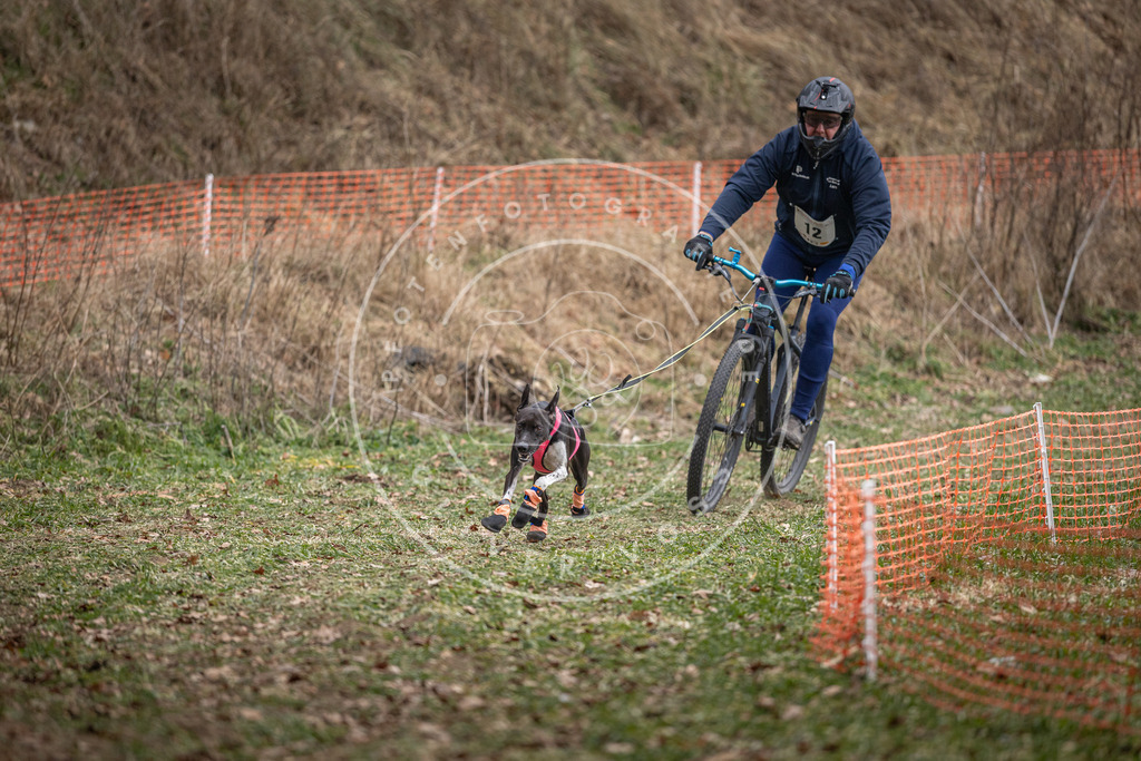 Pfotenfotografie_DV3A6334 | Hundefotografie, Tierfotograf, Pfotenfotografie, Fotoshooting Hund, Hunde Portrait, Hundesport, Hundeportraits, Heideshooting, Hunde, Sportfotograf, Hundefotograf, Turnierhundsport, THS,  - Realisiert mit Pictrs.com