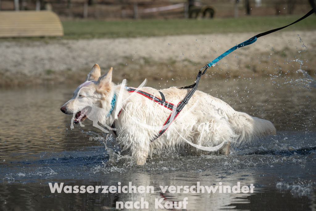 1330_ZZ96629 | kk-dogfotos
