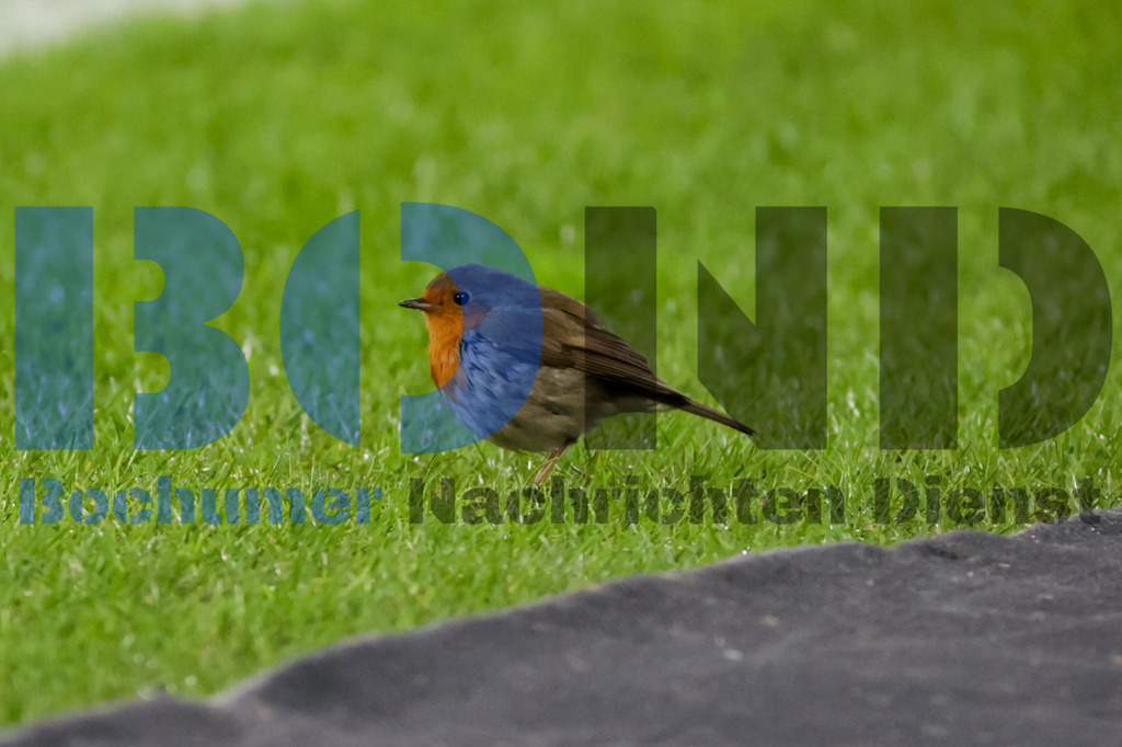 Rotkehlchen im Stadion {date} -  | {headline}



(Foto: Sebastian Sendlak / BOND)

 - Realisiert mit Pictrs.com