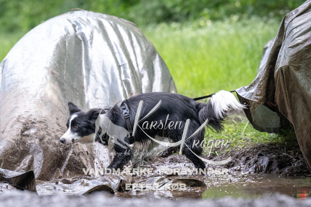1254_ZZ94174 | kk-dogfotos