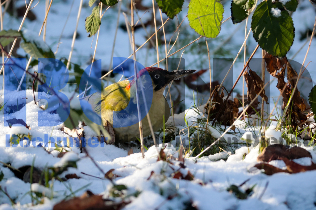 Gruener Specht {date} -  | {headline}



(Foto: Sebastian Sendlak / BOND)

 - Realisiert mit Pictrs.com