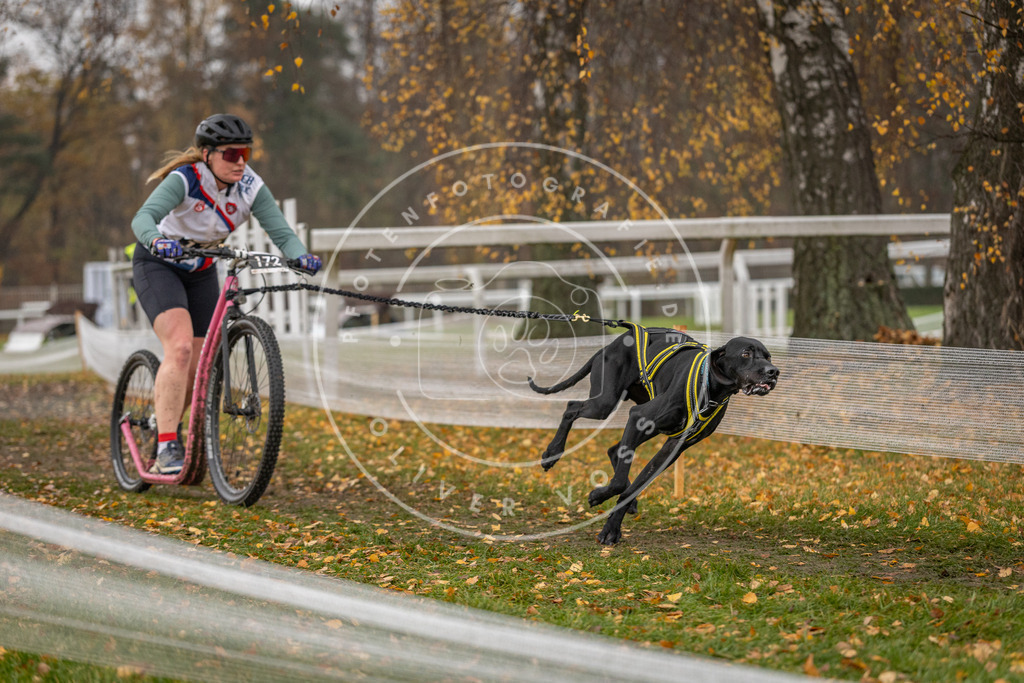 CaniXpix_DV3A8597 | Hundefotografie, Tierfotograf, Pfotenfotografie, Fotoshooting Hund, Hunde Portrait, Hundesport, Hundeportraits, Heideshooting, Hunde, Sportfotograf, Hundefotograf, Turnierhundsport, THS,  - Realisiert mit Pictrs.com