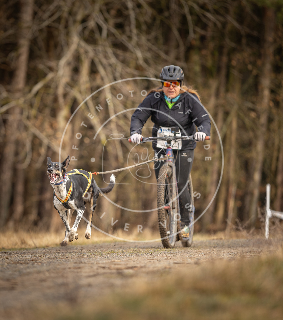 DV3A3433 | Hundefotografie, Tierfotograf, Pfotenfotografie, Fotoshooting Hund, Hunde Portrait, Hundesport, Hundeportraits, Heideshooting, Hunde, Sportfotograf, Hundefotograf, Turnierhundsport, THS,  - Realisiert mit Pictrs.com