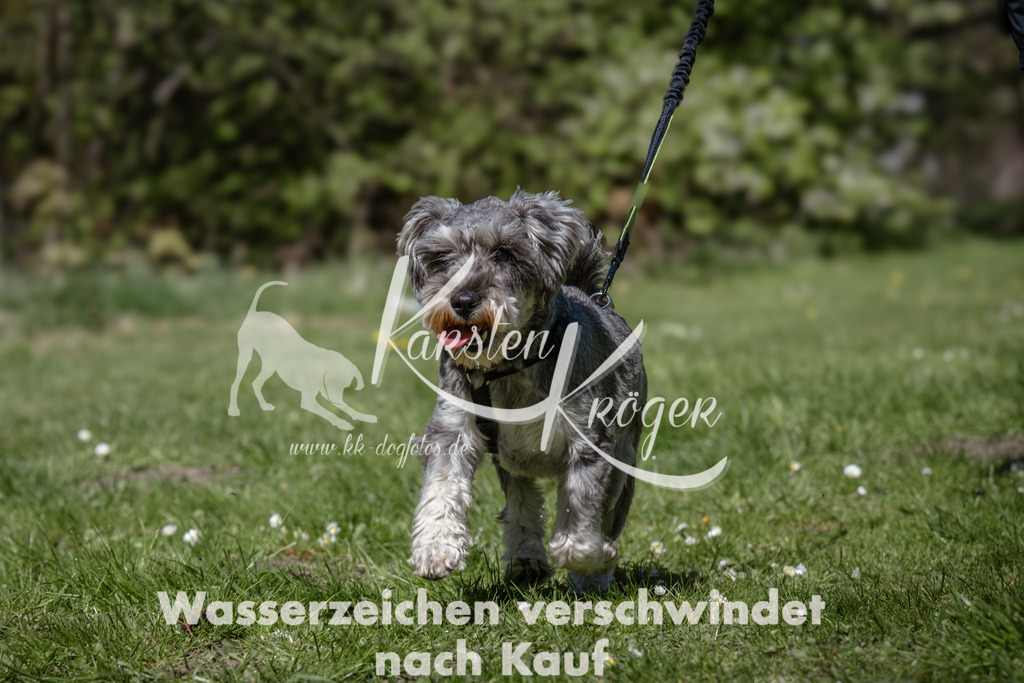 1221_ZZ91084 | kk-dogfotos