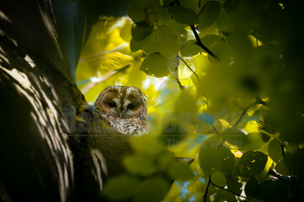 _5II4166_20250612 | Ein Waldkauz (Strix aluco) schaut mit seinen dunklen Augen direkt in die Kamera, halb versteckt in einer Baumhöhle oder hinter einem dicken Ast. Sein braun-weiß gesprenkeltes Gefieder ist gut getarnt. Um ihn herum und im Vordergrund sind zahlreiche leuchtend grüne Blätter zu sehen, die teilweise von der Sonne durchleuchtet werden und eine natürliche Umrahmung bilden. Der Baumstamm links ist teilweise im Schatten, mit hellen Streifen von Sonnenlicht, die durch das Blätterdach fallen. Es sind keine spezifischen Interaktionen erkennbar; der Kauz scheint einfach seine Umgebung zu beobachten. - Realisiert mit Pictrs.com