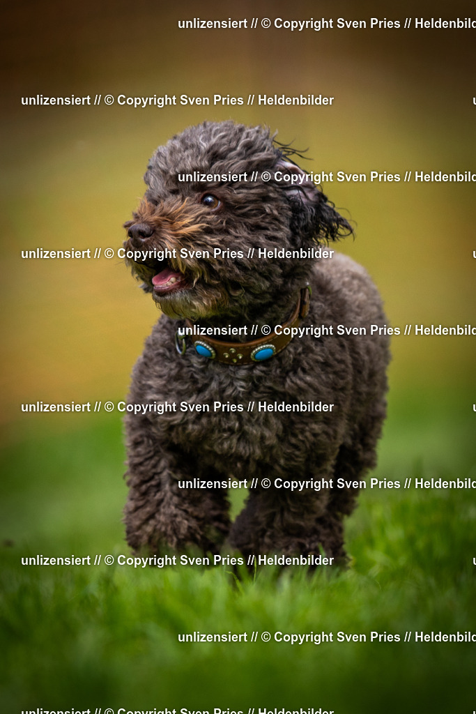 Sven Pries | 2025-04-13 - Hunderennen Baden-Baden - Realisiert mit Pictrs.com