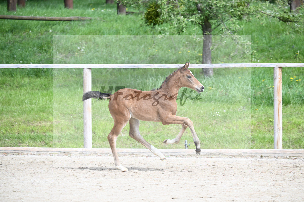 Benicio x De Niro_HF_Eder_11240253 | hf-fotografie - Realisiert mit Pictrs.com