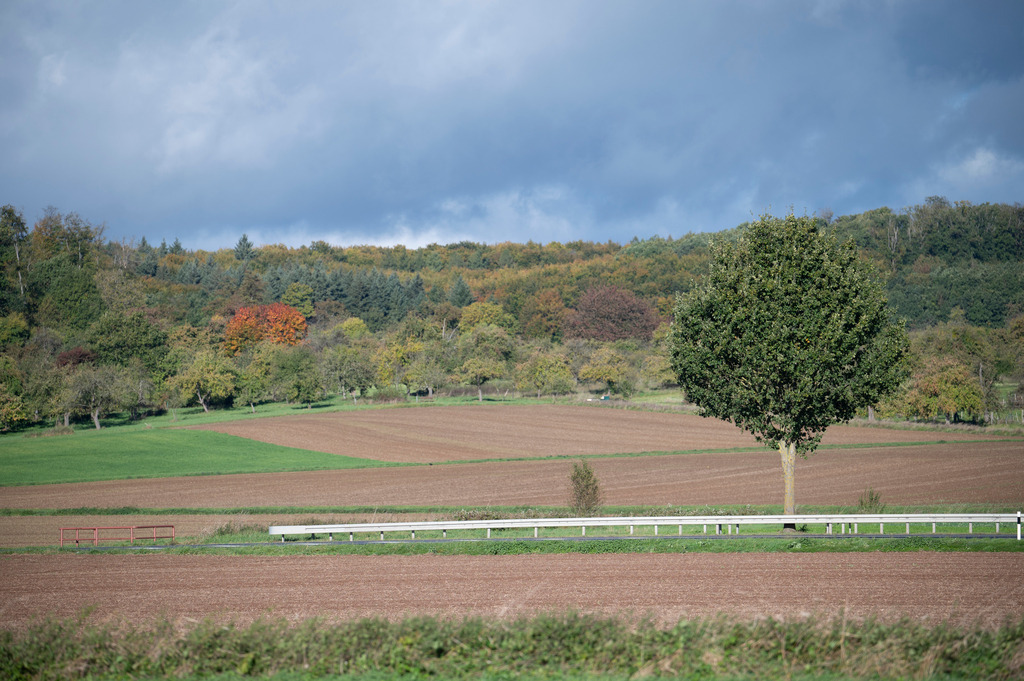 Mystische Bäume - Altenstadt, Deutschland | Die Mystik der Bäume unterscheidet sich je nach Jahreszeit  - Realisiert mit Pictrs.com