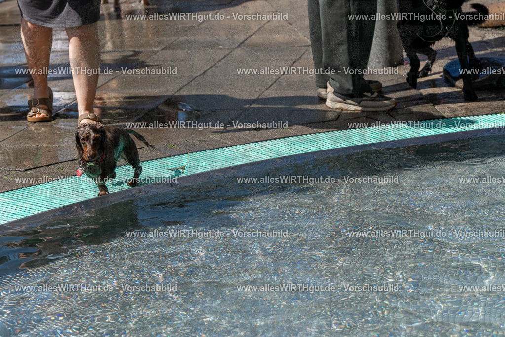 Hundeschwimmen_Volksbad_2026-allesWIRTHgut_Tierfotografie-2609061334-FAY06782 | Professionelle Tierfotografie in Mönchengladbach von Daniel Wirth (allesWIRTHgut). Liebevolle & natürliche Bilder von Hunden & Katzen für unvergessliche Erinnerungen.