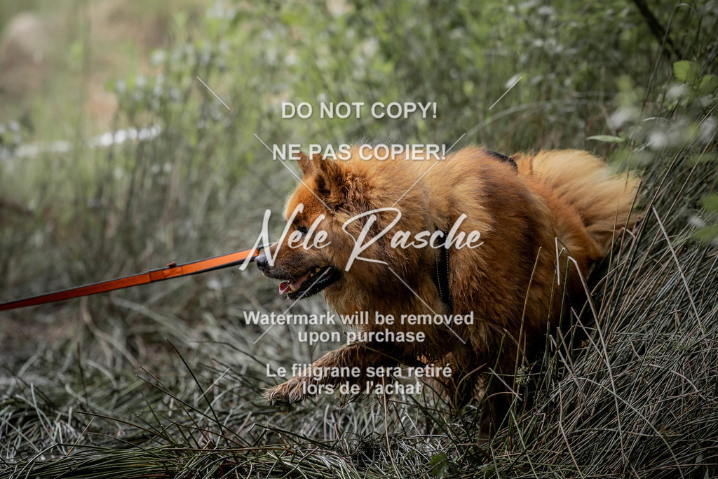 nelerasche_so0800-0930_307 | nelerasche